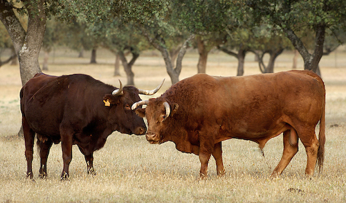 Extremadura, vakantie, vogels, MonfragÃ¼e, Nationaal Park, runderen in dehesa